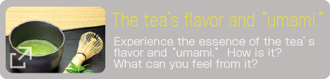 The tea’s flavor and “umami.” 